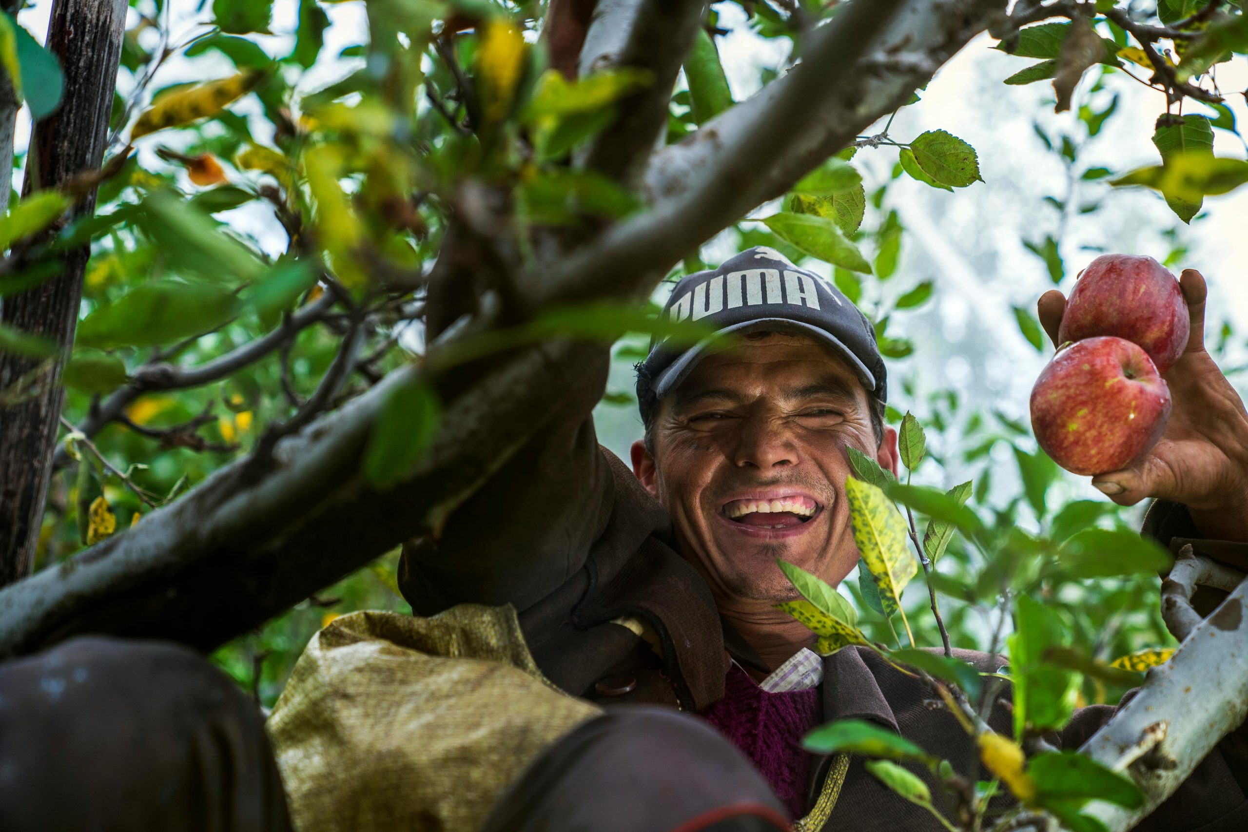 Smiling man harvesting apples in an orchard in India. Vibrant nature shot.